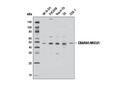 CBARA1/MICU1 (D4P8Q) Rabbit mAb