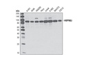 HSP90β Antibody