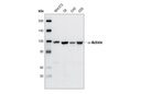 α-Actinin Antibody