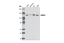 RAD21 (D213) Antibody