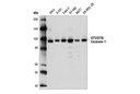 OTUD7B/Cezanne-1 Antibody