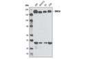 SMC4 (D14E2) Rabbit mAb
