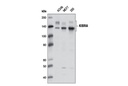 KIBRA Antibody