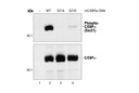 Phospho-C/EBPα (Ser21) Antibody