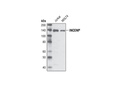 INCENP (P240) Antibody