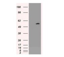 Purified AKT3 mouse monoclonal antibody, clone 9B2