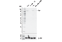 AAK1 Antibody
